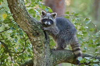 Raccoon (Procyon lotor), climbing curiously on a tree trunk in the forest, Hesse, Germany, Europe