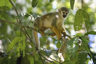 Male Guianan squirrel monkey or Common Squirrel Monkey (Saimiri sciureus) in a tree, Amazonia,