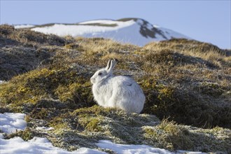 Mountain hare (Lepus timidus), Alpine hare, snow hare in white winter pelage in the Cairngorms