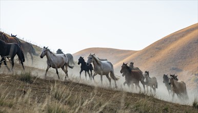 Herd of horses galloping over a hill, Kyrgyzstan, Asia