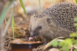 A young hedgehog just woken up from hibernation, having its first meal. Here it was fed with cat