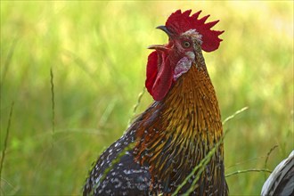 Crowing cock (Gallus domesticus) in the countryside, Meckloenburg-Vorpommern, Germany, Europe