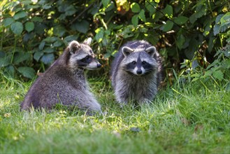 Raccoons (Procyon lotor), Germany, Europe