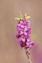 Daphne (Daphne mezereum), flowers and leaf shoots, Wilnsdorf, North Rhine-Westphalia, Germany,