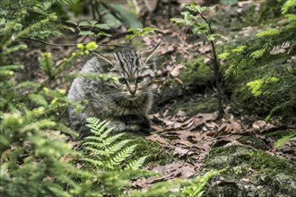 European wildcat (Felis silvestris silvestris) kitten, hiding in undergrowth in forest