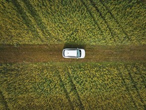 Volkswagen ID4 electric car in a rape field, Black Forest, Gechingen, Germany, Europe