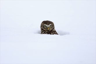 Pygmy Owl (Glaucidium passerinum), adult, in the snow, in winter, portrait, alert, Bohemian Forest,