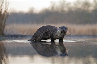 European otter (Lutra lutra) is in hunting fever in the morning, foraging, dawn, haze, fog, winter