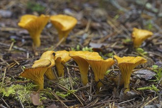 Chanterelle (Cantharellus cibarius), girolle edible mushrooms on the forest floor in autumn