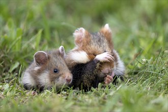 European hamster (Cricetus cricetus) in a meadow, young with mother, Vienna, Austria, Europe