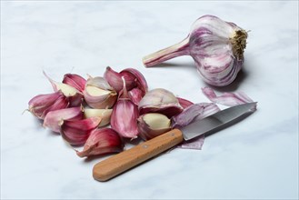 Fresh red garlic cloves with knife, France, Europe