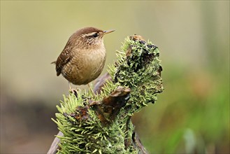 Eurasian wren (Troglodytes troglodytes), sitting on a branch, Switzerland, Europe