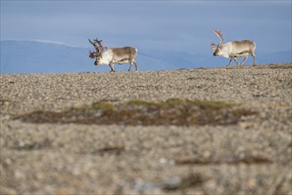 Svalbard reindeers (Rangifer tarandus platyrhynchus), male, bull with blood-red velvet antlers,