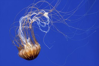 Japanese sea nettle (Chrysaora pacifica) jellyfish swimming underwater showing long trailing