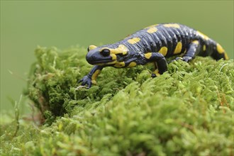 Fire salamander (Salamandra salamandra), running over moss, Wildlife, North Rhine-Westphalia,