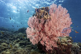 Red sea fan (Melithaea) gorgonian with open polyps in backlight on coral reef, Great Barrier Reef,