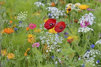 Flowering strip, flowering area with poppy flowers (Papaver rhoeas) and marigolds (Calendula