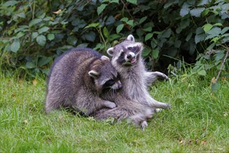 Raccoons (Procyon lotor), Germany, Europe