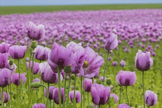 Poppy cultivation in Saxony