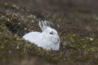 Close up of mountain hare (Lepus timidus), Alpine hare, snow hare in white winter pelage resting in