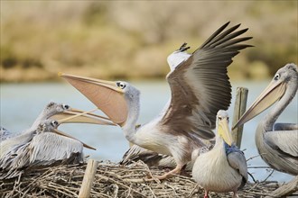 Great white pelican (Pelecanus onocrotalus) landing, France, Europe