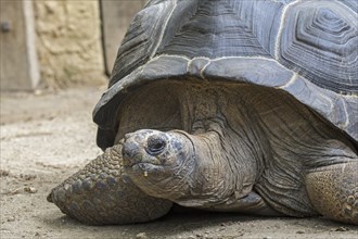 Aldabra giant tortoise (Aldabrachelys gigantea) (Testudo gigantea) native to the islands of the