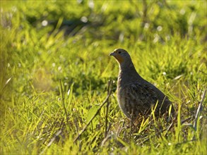 Gray partridge (Perdix perdix), on a fallow land, backlight, Solms, Hesse, Germany, Europe