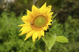 Flowering sunflower (Helianthus annuus) with bee, close-up, North Rhine-Westphalia, Germany, Europe