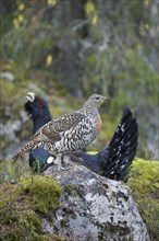 Western capercaillie (Tetrao urogallus) female and male displaying at lek in coniferous forest in