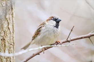 House sparrow (Passer domesticus) sitting on a little branch, Bavaria, Germany Europe