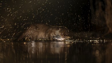 European otter (Lutra lutra) hunting at night in the water, foraging, with white fish as prey,