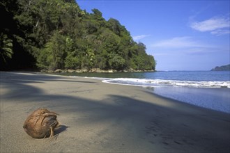 Coconut washed ashore on beach of Manuel Antonio National Park, Costa Rica, Central America