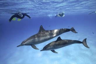 Snorkeler watching 2 specimens, mother with young, of spinner dolphin (Stenella longirostris),