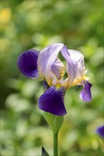 German iris (Iris xgermanica), North Rhine-Westphalia