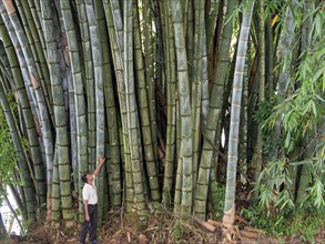 Giant bamboo (Dendrocalamus giganteus), Kandy Botanical Gardens, Sri Lanka, Asia