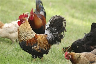 Domestic chickens, free-range, various breeds, organic, Lower Austria, Austria, Europe