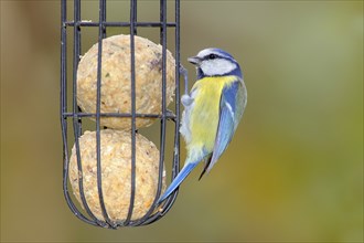 Blue tit (Cyanistes caeruleus) wildlife, at the tit dumpling at the winter feeding, animals, birds,