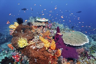 Coral reef, reef top, with various soft corals (Alcyonacea), hard corals (Hexacorallia), sponges