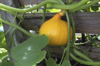 Hokkaido pumpkin, AllgÃ¤u, Bavaria, Germany, Europe