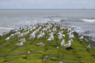 Herring Gulls (Larus michaellis) resting on a stone jetty on the coast, Norderney, North Sea, East