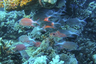 School of snappers on the reef, dive site Reef Bluff Point, Red Sea, Egypt, Africa