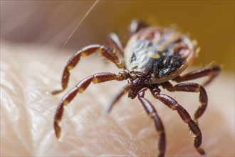 Close up of tick insect on human skin. KI generiert, generiert AI generated