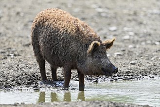 Woolly pig or Mangalica pig, Hungary, Europe