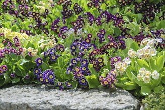 Bastard auricle (Primula x pubescens), Wesenstein Castle, Saxony, Germany, Europe