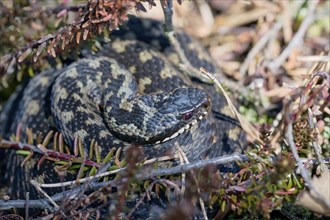 Common european viper (Vipera berus), Lower Saxony, Germany, Europe