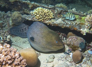 Giant Moray moray (Gymnothorax javanicus), dive site Bluff Point Reef, Red Sea, Egypt, Africa