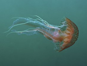 Mauve stinger (Pelagia noctiluca), dive site Maharees Islands, Castlegregory, Co. Kerry, Irish Sea,