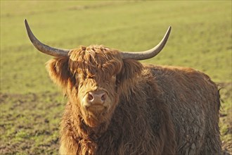 Scottish Highland Cattle, Kyloe, Balve, North Rhine-Westphalia, Germany, Europe