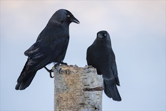 Western jackdaws (Corvus monedula), Germany, Europe