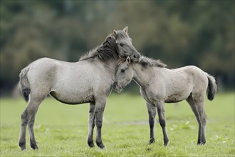 Dülmen wild horse with foal, Merfelder Bruch, Dülmen, North Rhine-Westphalia, Germany, Europe